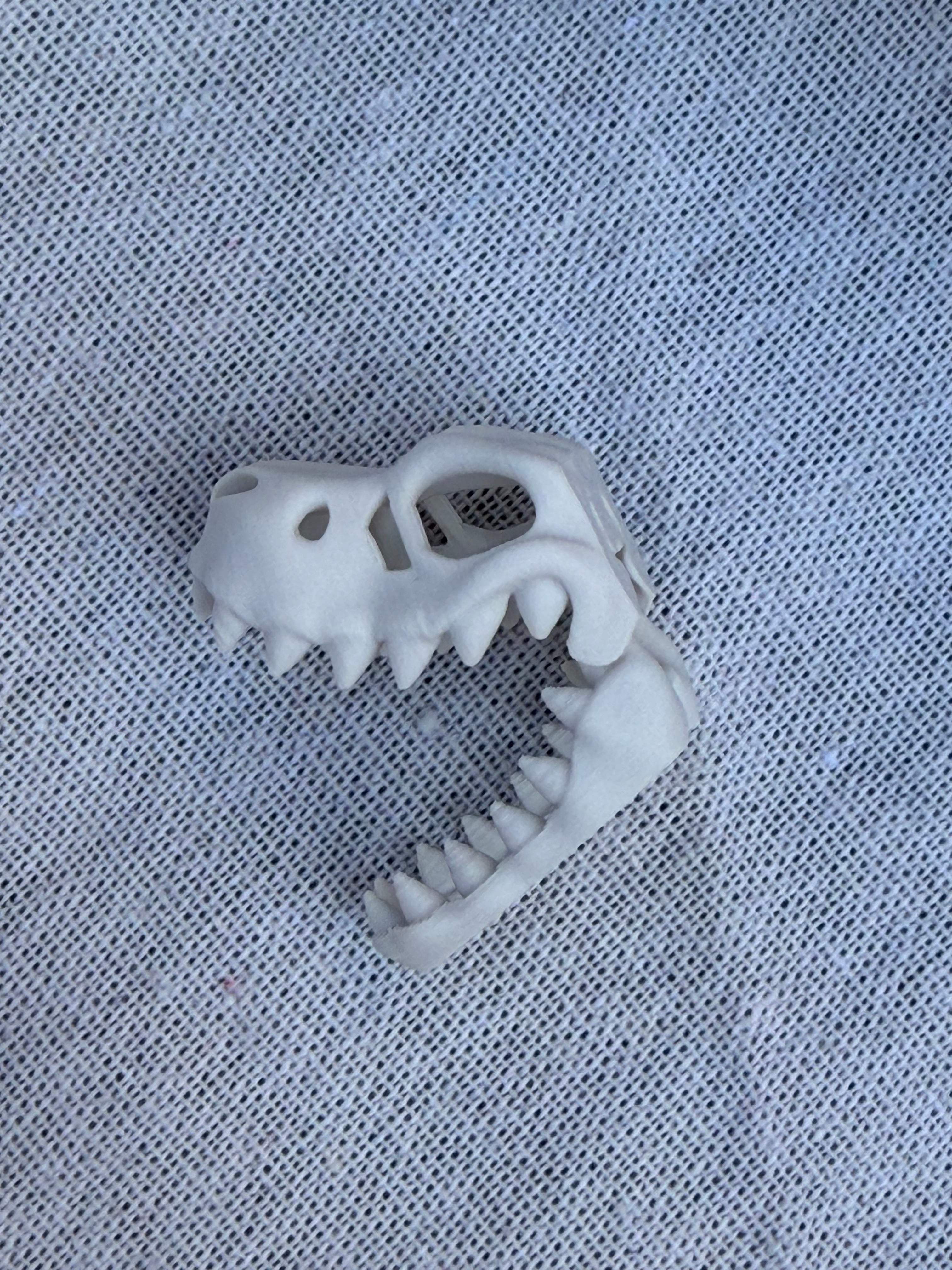 Dinosaur Skeleton Skulls Sensory Bin Filler
