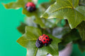 Ladybug