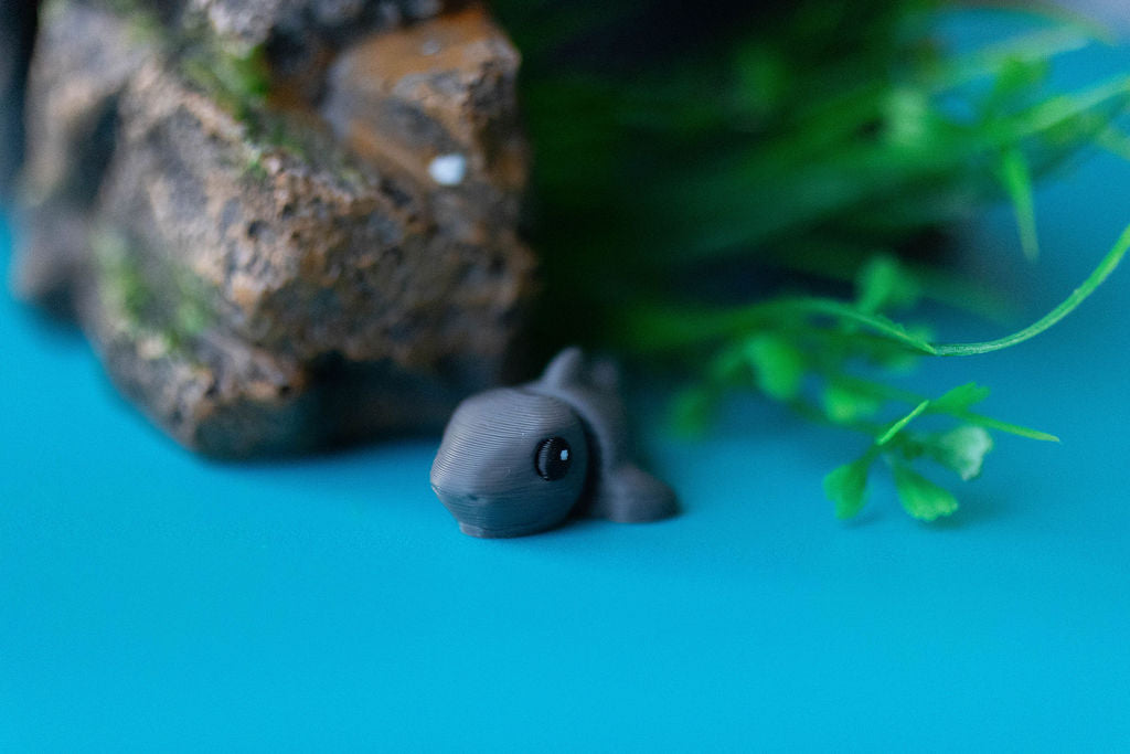 Shark